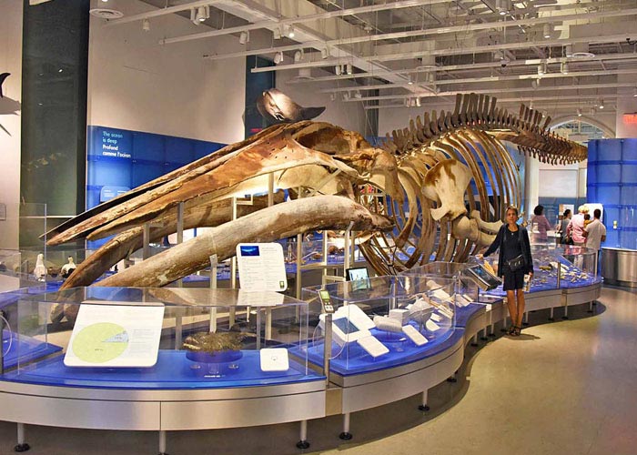 Dinosaur bones on display in the Savannakhet museum