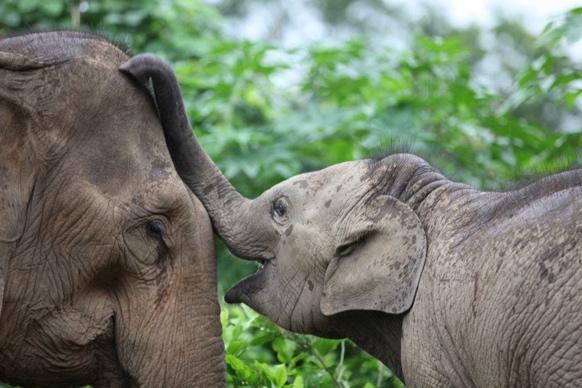 Walking alongside elephants in a lush jungle sanctuary