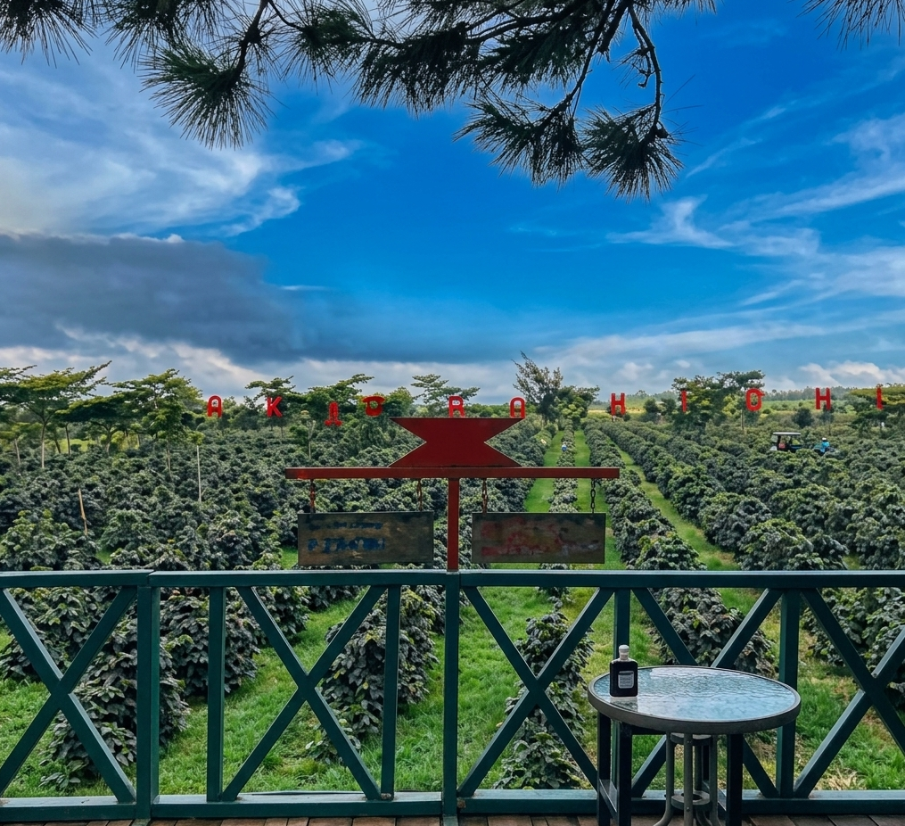 Coffee rows at Paksong Highlands