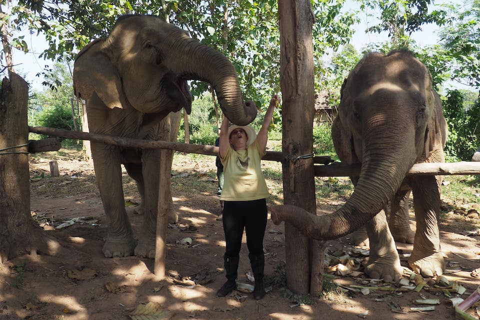 Ethical elephant sanctuary interactions