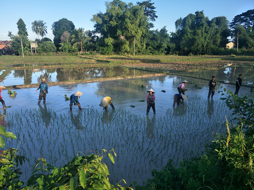 planting rice on don det